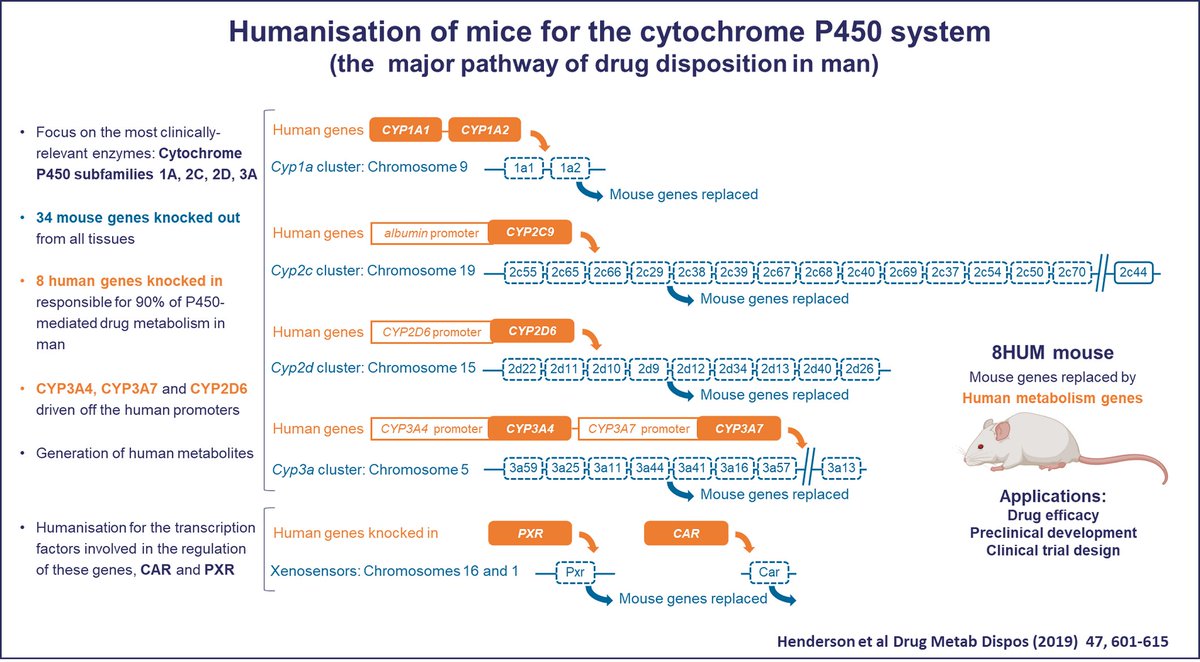 #NMGNDirectorsFund Project 3:

'Evaluation of a humanised P450 #MouseModel for anticancer drug development' addresses the challenge that there exist major differences between mouse and human drug metabolism by testing the utility of the 8HUM mouse.

nmgn.mrc.ukri.org/projects/