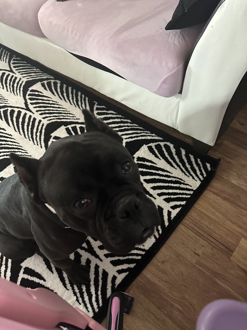 found a dog last night on the street 🙃 https://t.co/BqqkJSY2jS<a href="/tag/28daysofblackcosplay"class="tags"><span>#28daysofblackcosplay</span></a>