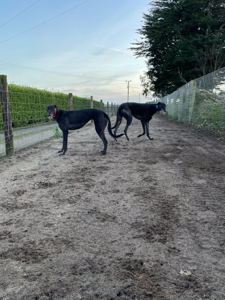 katy_oregan's tweet image. Out for an evening stroll with the gang. 
#highpathkennels #Davey #Daisy