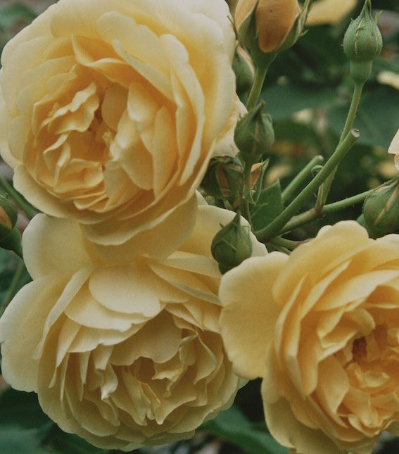 WFGA (@wfga_) on Twitter photo If you’d like practice rose pruning skills at Birmingham Botanical Gardens or Hever Castle, our practical skills days are open to WFGA members for only £30. 
wfga.org.uk/join-the-wfga/
#horticulture #gardening #pruning #roses If you’d like practice rose pruning skills at Birmingham Botanical Gardens or Hever Castle, our practical skills days are open to WFGA members for only £30. 
wfga.org.uk/join-the-wfga/
#horticulture #gardening #pruning #roses