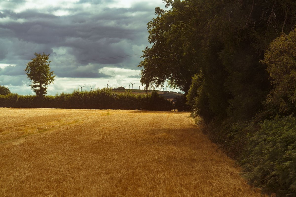 WaterfordBarley tweet picture