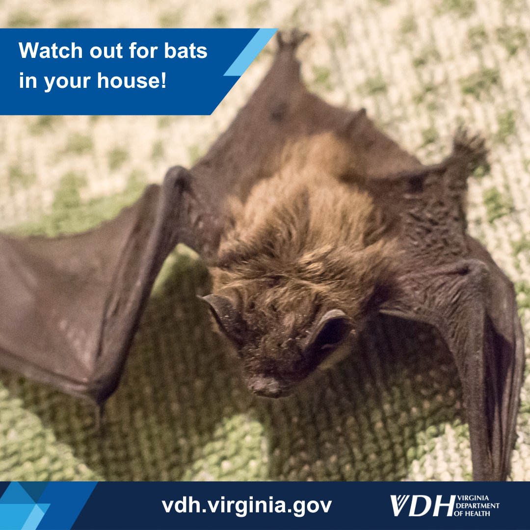 If you wake up to find a #bat in your room or the room of a child or mentally impaired person, contain the bat safely and contact your local health department. ow.ly/yzFX50Qe2Cu #ProtectYourPetsProtectYourself #rabies