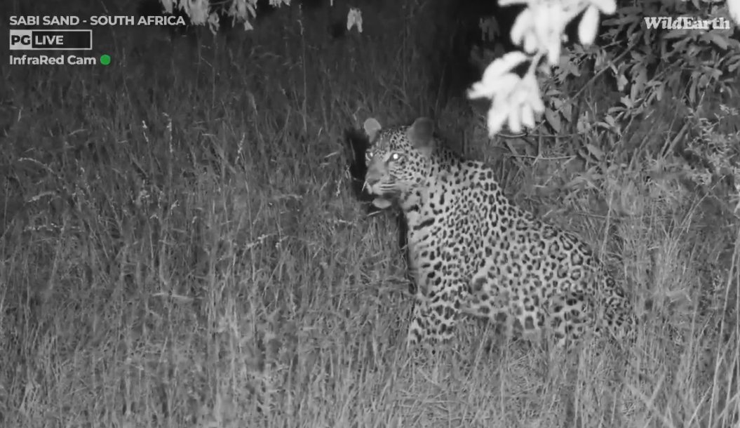 Chemelmar's tweet image. Thanks so much for a #Tlalamba Tuesday #wildearth
Hope WE may see Xitsalala Male on drive or maybe Djuma Cam is that's where he is headed? Hope he and dear T have a peaceful night and good dinner - same for the WE team and all Safarians 😊