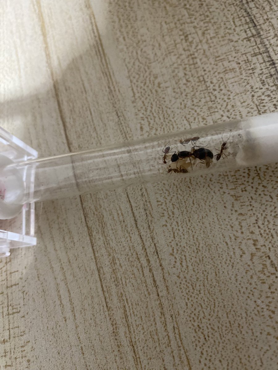 halflamerman's tweet photo. มดงานเพิ่มจาก3เป็น 5 
#มาเลี้ยงมดกันเถอะ 🐜❤️ https://t.co/6CqPpaPIFN