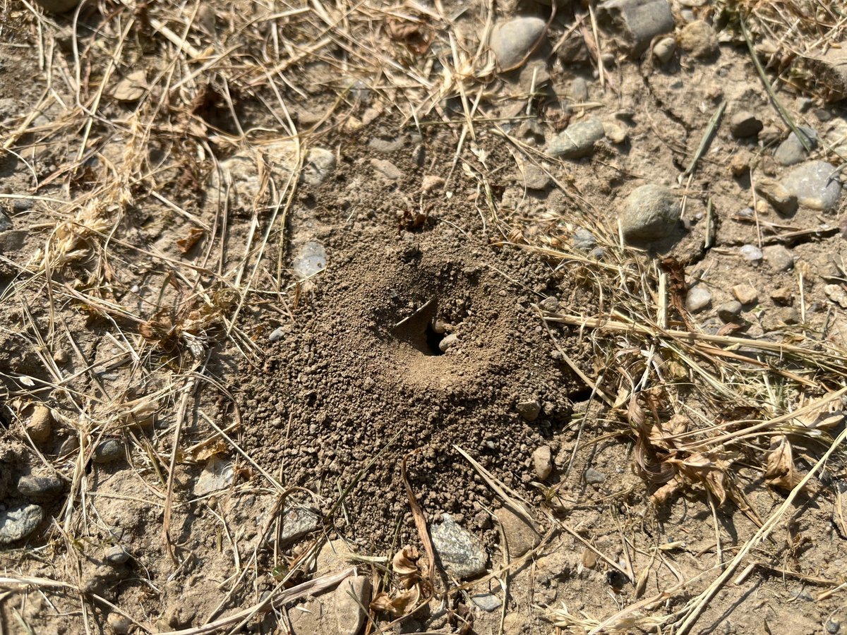 Heute ist #Weltbodentag. IFR fördert auch die Bodenbiodiversität, u.a. für 🐝Wildbienen (Nesteingang auf dem Foto). Z.B. erhöhen Unter- und Zwischensaaten die Bodenaktivität durch Durchwurzelung, sie geben Wurzelexsudate ans Bodenleben ab und stehen zur Zersetzung zur Verfügung.