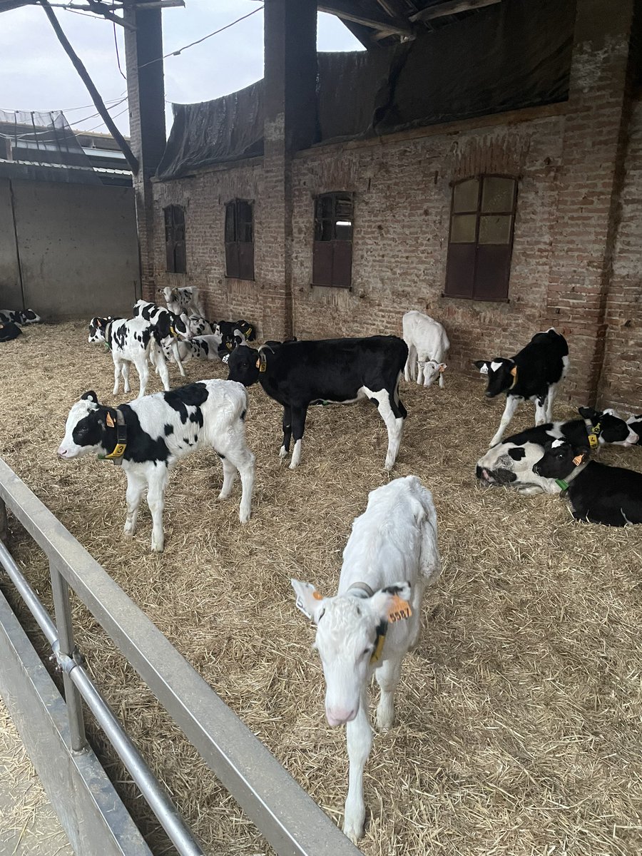 Always learning when connecting with customers and colleagues. It’s hard to beat face to face interaction! 
Italian farmers know their stuff 🐮#SenseHubDairy
