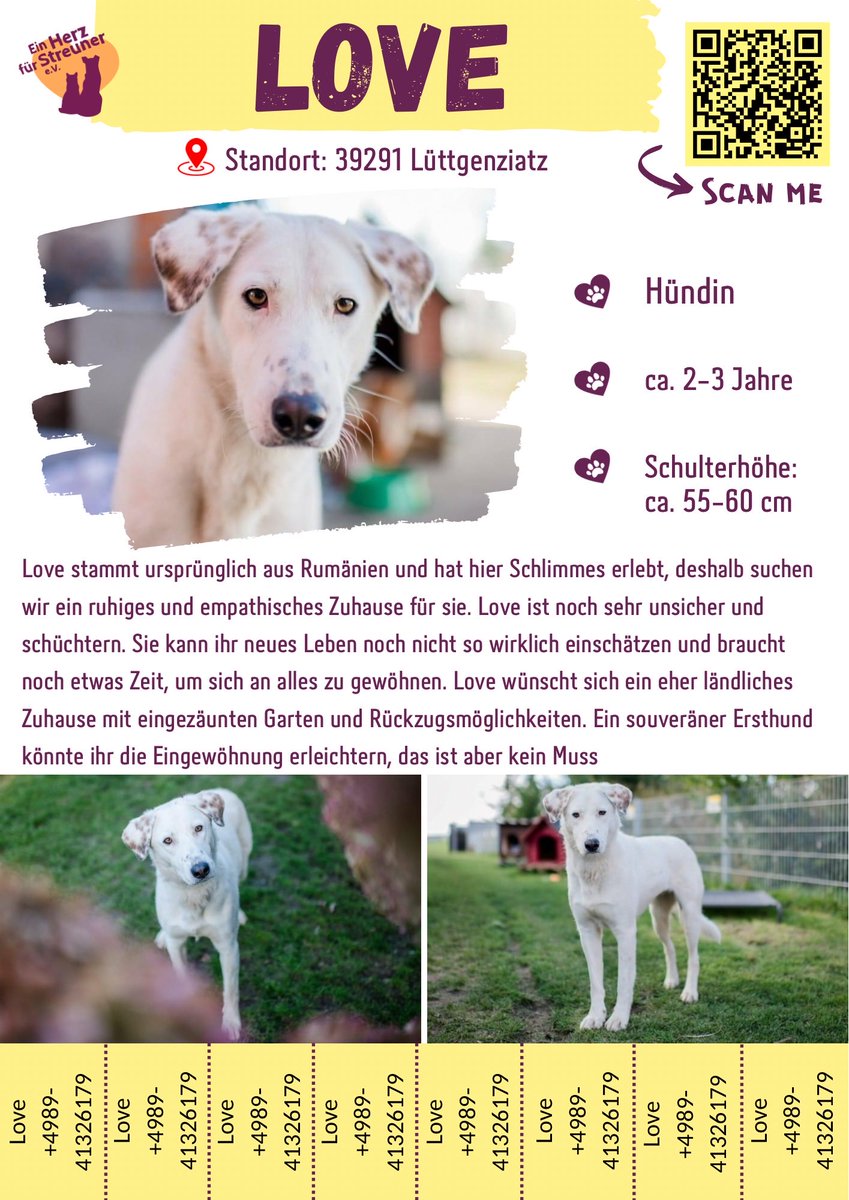 Und #Love wartet immer noch 😔 Unsere Pensionshündin wartet schon einige Zeit in #Deutschland auf ihre Menschen ☹️🩷

#AdoptDontBuy #AdoptDontBuy #rescuedog #reschedogs #rescued #Adoptme #adoption #animalrescue #animals #zuhausegesucht #adoptable #adoptables