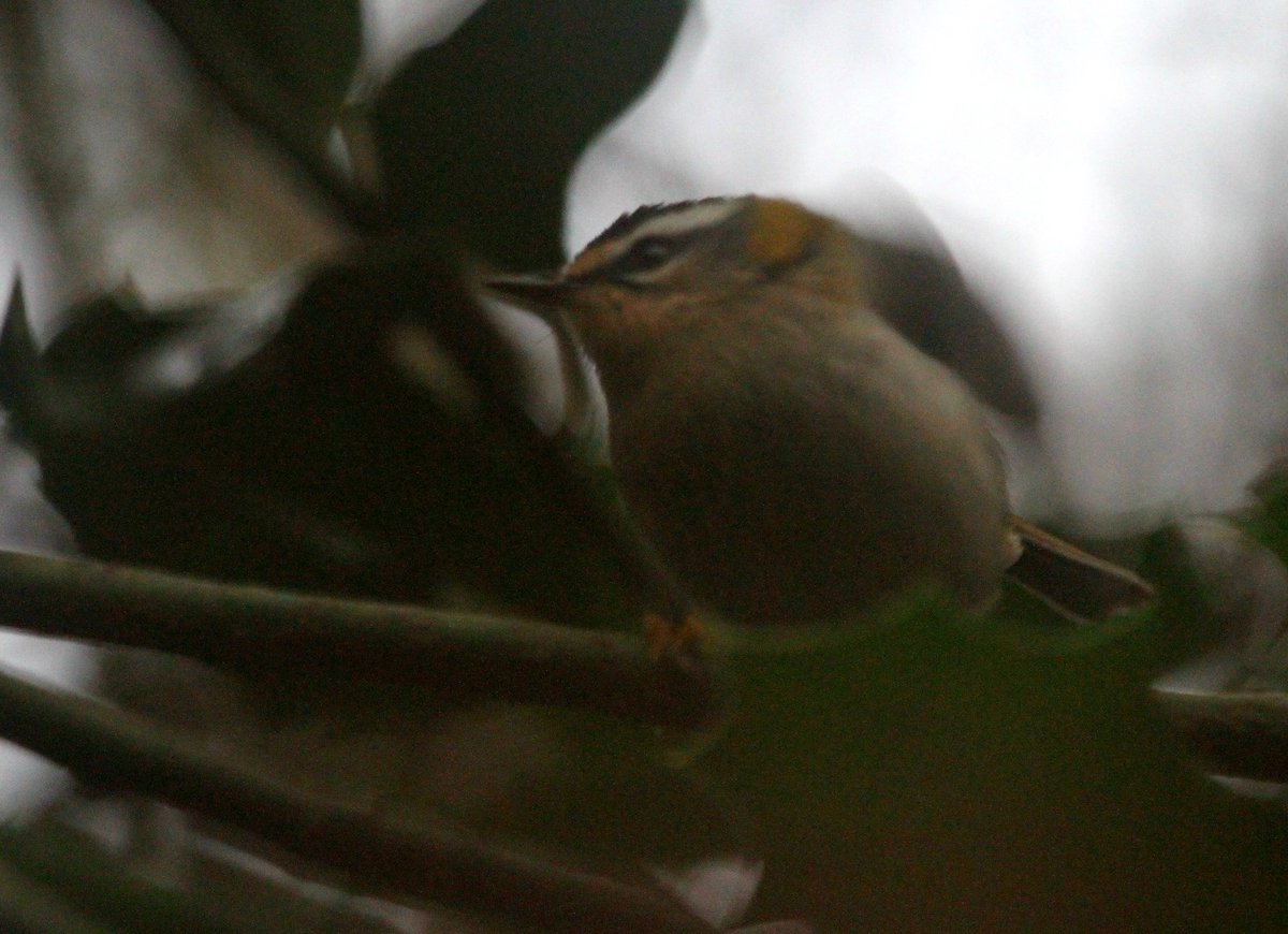 Spent the afternoon touring sites in Stoke Newington where I saw Waxwings in 2017/19. No luck yet, though there are plenty of berries (Springdale Rd best). Also walked through Abney Park to look for Firecrest and soon found this little chap, my 170th bird spp in London this year.