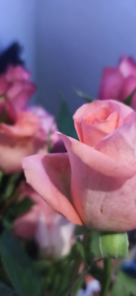 Cómo cada año me trae mis rosas 🥰

#FelizCumpleañosAMi 🥳