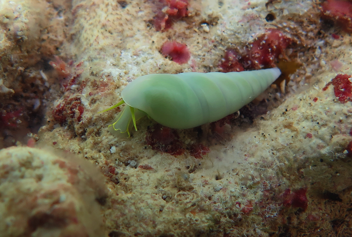 Ersilia : genre de mollusques gastéropodes au sein de la famille Eulimidae. Les espèces rangées dans ce genre sont parasitent, tire profit d'un organisme hôte pour se nourrir, s'abriter ou se reproduire. #Députée #LFI #NUPES #Circo7707