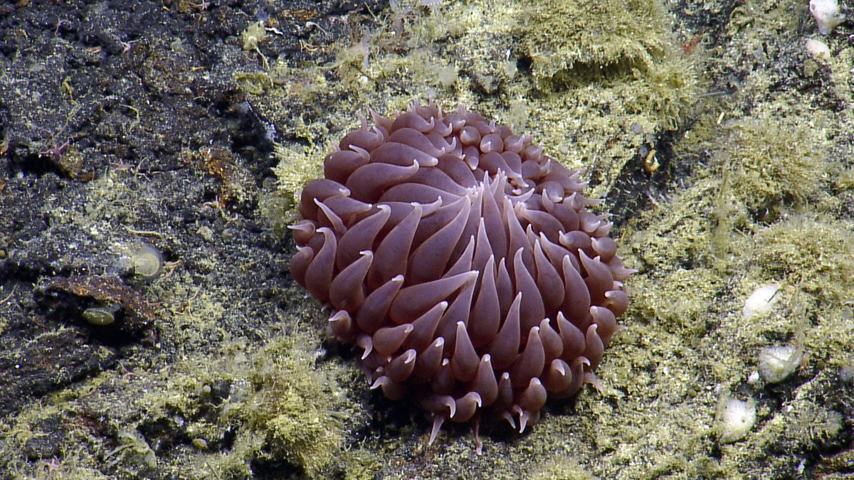 Ocean_Networks's tweet photo. 2/🛟 The NE Pacific Ocean has been losing oxygen due to climate change, threatening ecosystem stability and the deep-sea is particularly vulnerable.
Learn more 👉https://t.co/EqZPuF9o53
@nke_Instruments #KnowTheOcean #Argo #DeepArgo https://t.co/tG09LxIjzn