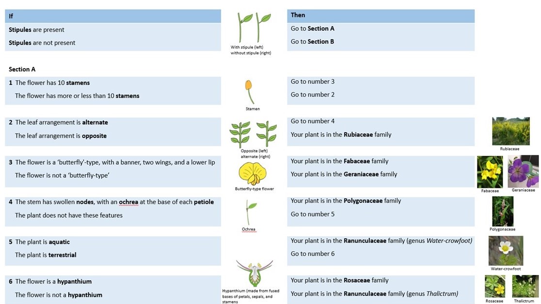 drmgoeswild's tweet photo. #MScESSP proudly displaying their plant family keys, our answer to #Streeter and #Stace! Great diversity of styles this year, including dichotomous keys, flow charts and even an interactive key in #PowerPoint and one in #Excel! @UniofReading @ReadingBioSci @BSBIbotany @BUCBotany https://t.co/j39C9idOhD