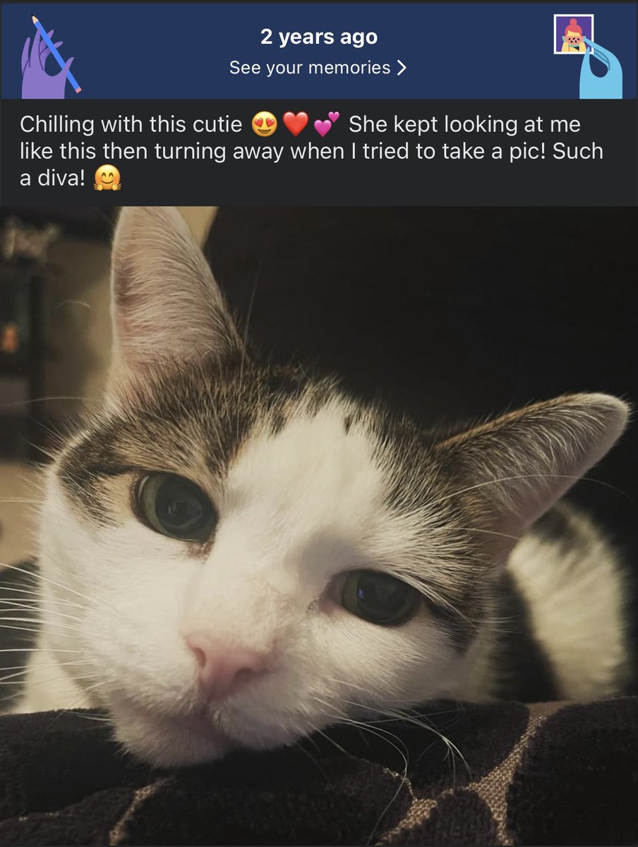 KatieWWriter's tweet photo. This memory just made my day ๐ฅฐ as one of my favourite pictures of kitty #cat โค๏ธ she was always such a diva when it came to taking a photo ๐
#CatsOfTwitter #CatsOfX #CatsAreFamily #CatsLover #cats #catcommunity #rainbowbridge #catangel #pets #catlove #belovedcat https://t.co/2bez6TW0Sj