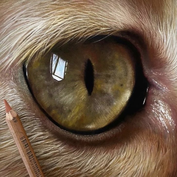 Sharing this cat eye as still have bugger all else to share! haha. Pastel pencils and soft pastel on pastelmat. Hope everyones well 🙂. 
#art #artist #arttwitter #pastelart #pastels #pasteldrawing #pastelpencils #realism #hyperrealism #eyeart #draw #drawing #painting #drawart