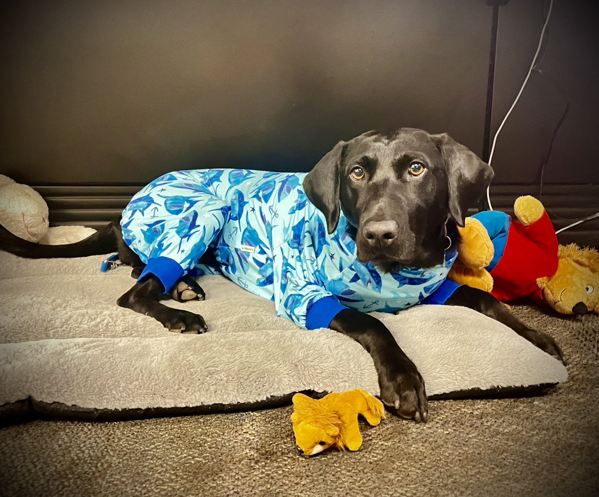 K9 Loki (Ret) tweet media