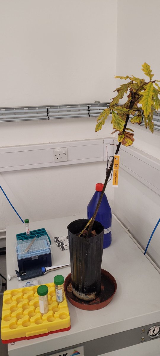 Alejandra211909's tweet image. The "tree surgery" was finally on today 🤩 We started the last experimet of the @FutureOak_ project, testing the effect of microbial SynComs in oak saplings! Happy to have the best team all along @jamesemcdonald @Usman_Hussain_S @PyneEd @marine_cambon @cenococcum