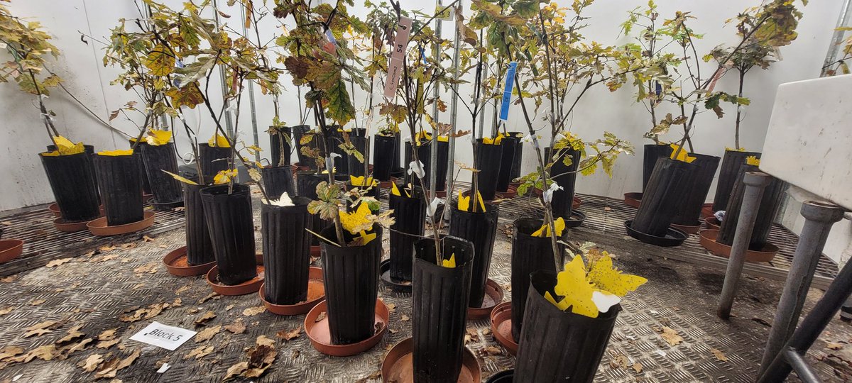 Alejandra211909's tweet image. The "tree surgery" was finally on today 🤩 We started the last experimet of the @FutureOak_ project, testing the effect of microbial SynComs in oak saplings! Happy to have the best team all along @jamesemcdonald @Usman_Hussain_S @PyneEd @marine_cambon @cenococcum