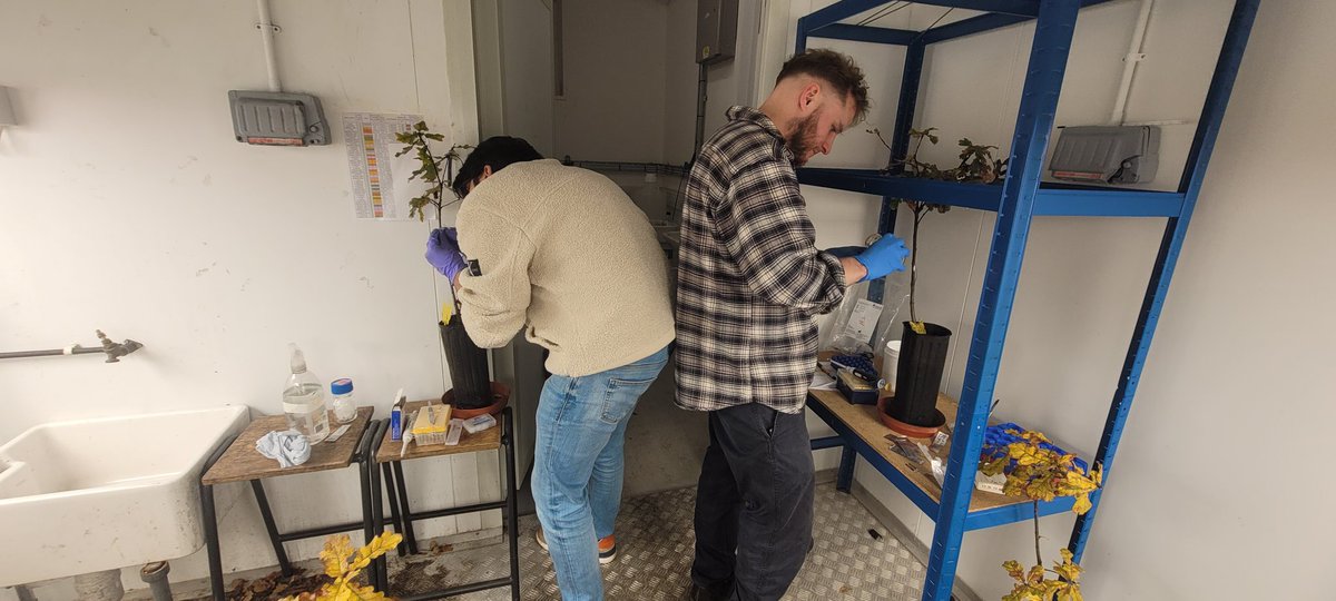 The 'tree surgery' was finally on today 🤩 We started the last experimet of the @FutureOak_ project, testing the effect of microbial SynComs in oak saplings! Happy to have the best team all along @jamesemcdonald @Usman_Hussain_S @PyneEd @marine_cambon @cenococcum