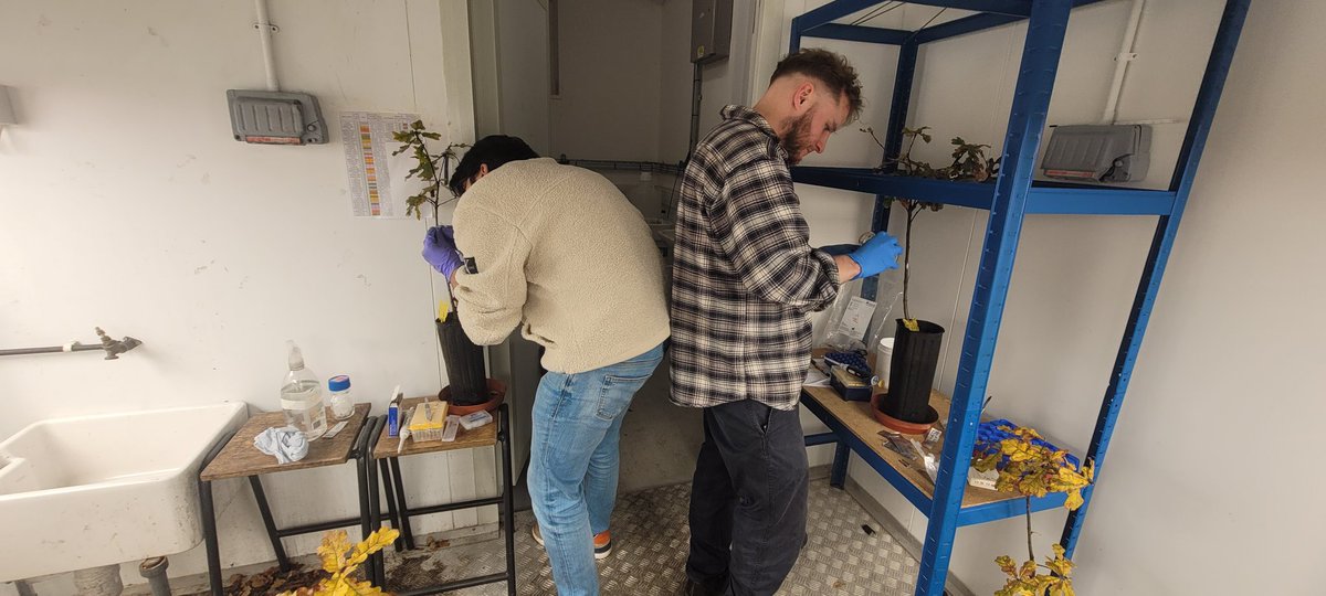 Alejandra211909's tweet image. The "tree surgery" was finally on today 🤩 We started the last experimet of the @FutureOak_ project, testing the effect of microbial SynComs in oak saplings! Happy to have the best team all along @jamesemcdonald @Usman_Hussain_S @PyneEd @marine_cambon @cenococcum