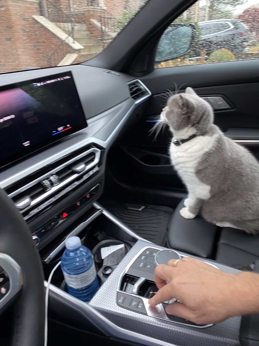 Driving moiself to get 🐟 …. #TunaTuesday #CatsOfTwitter #CatsOnTwitter