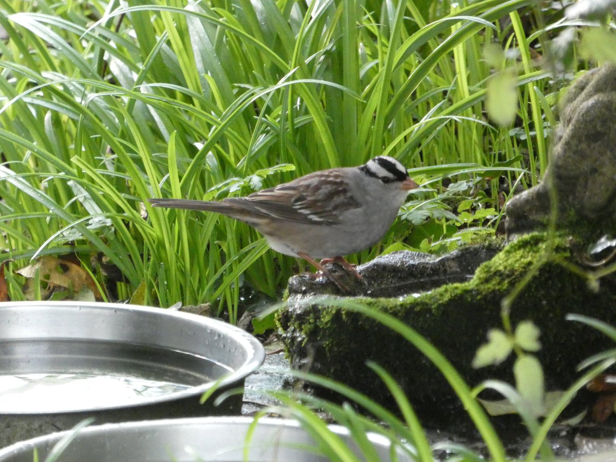Couldn't resist a trip to Rosudgeon in Cornwall with @plymptonbirder to see the White-crowned Sparrow and it didn't disappoint and showed well,having seen my 1st in Norfolk Cley village, it was nice to see this one which I believe is a 1st for the county nearer home.