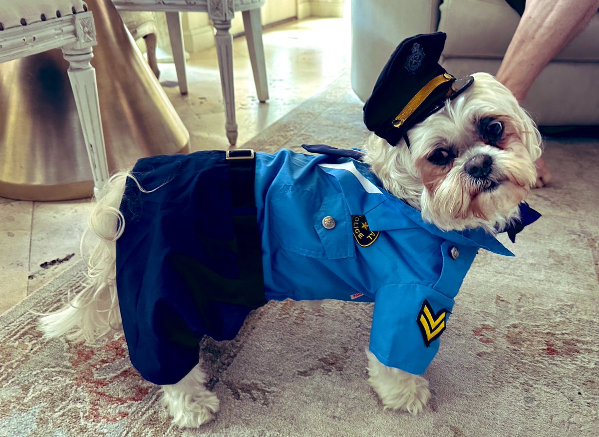 Sammy is a rescue Shih Tzu and is the best guard dog. He was a security guard for Halloween and loved it. Rescues rule!