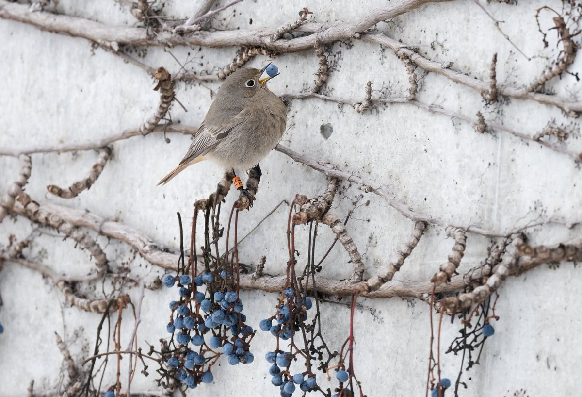 rytikerttunen's tweet photo. 📢Great news from @birdlifecz! #BlackRedstart will be the Bird of the Year 2024! 🐦 We are proud that our #BrnoRedstart project inspired a national winter survey. Join the winter challenge and make 2024 the year of discovery!🌨️
➡️https://t.co/cxxkimIt6U 
#BirdOfTheYear #PtakRoku https://t.co/bNSgtydpbL