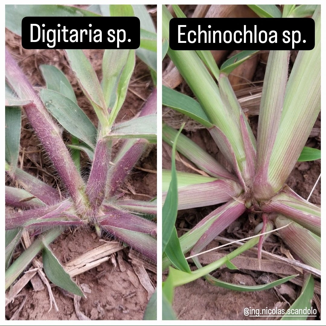 ScandoloNicolas's tweet image. Diferencias entre Digitaria sp. y Echinochloa sp.

Abro hilo 👇

1/3