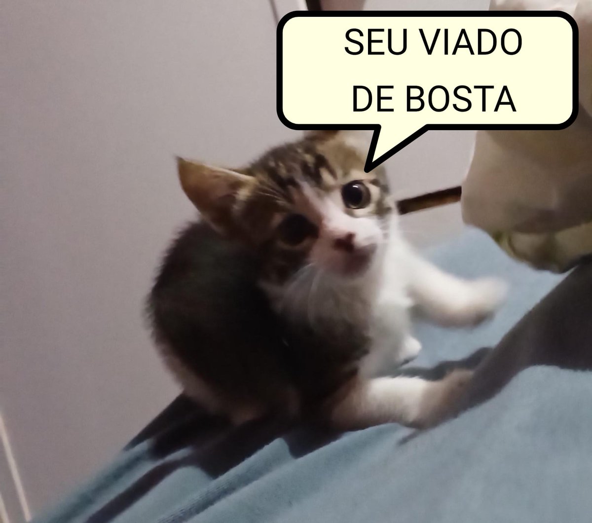 seu copiar e colar deixou o gatinho brabo 👇