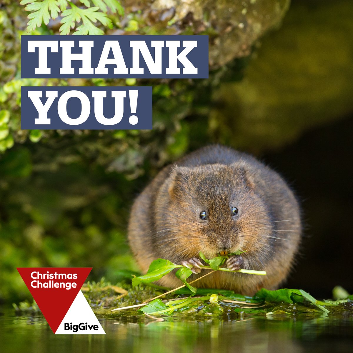 Thank you so much to everyone who helped us reach – and exceed! – our £12,000 goal for water vole conservation through the @BigGive's #ChristmasChallenge! 🎉💚 If you want to give to our water vole appeal, you still can! 👉 ptes.org/ways-to-give/w… 📸 Mark Bridger