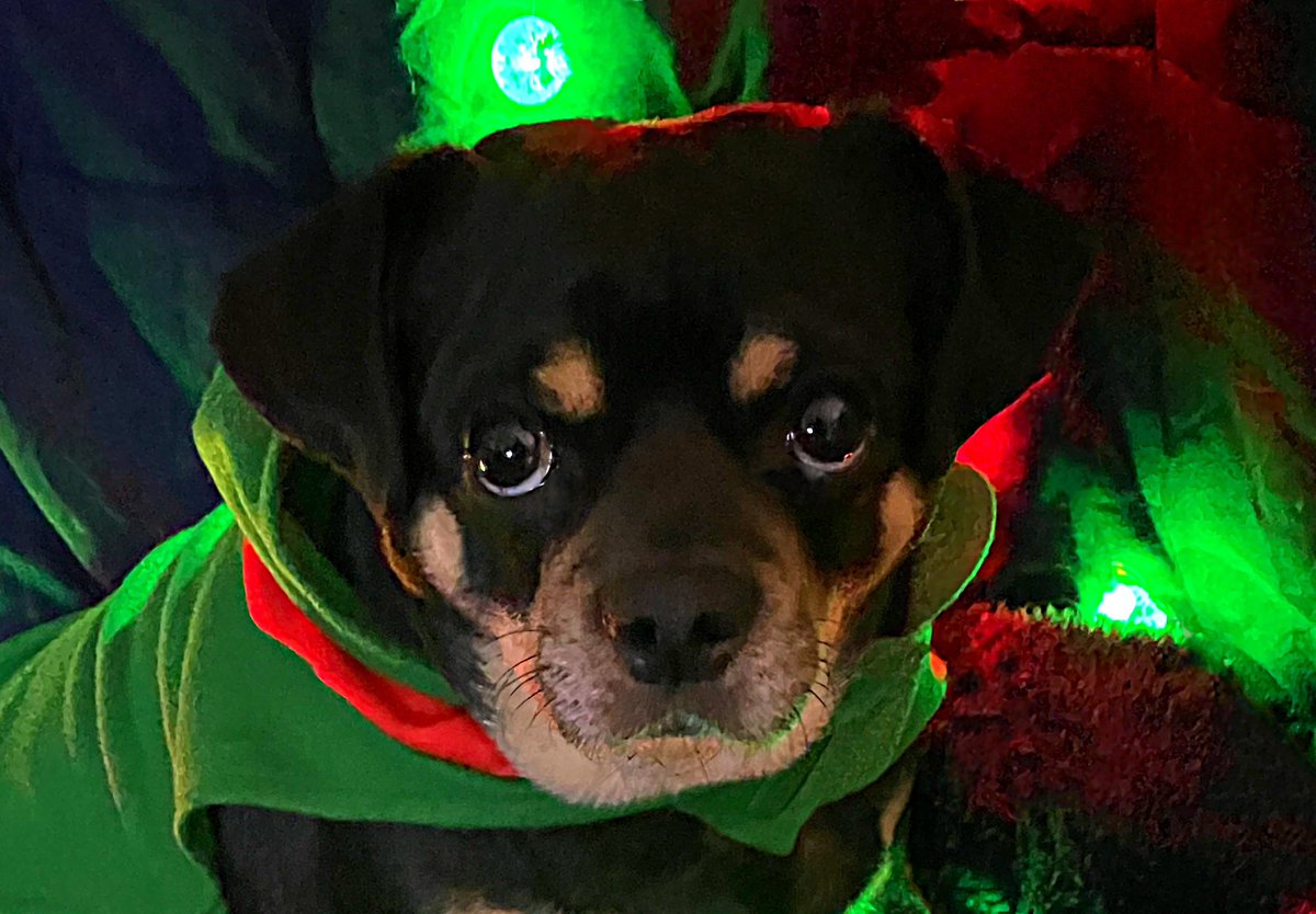 sarahanunn's tweet photo. On the fifth day of Solstice my true love gave to me… Bremmy The Solstice Elf! 
🎄🎄🎄🎄
#WinterSolstice #Yule #SolsticeIsComing #Chug #RescueDog #ElfDog #DogsOfTwitter https://t.co/j8lUWOvcUG