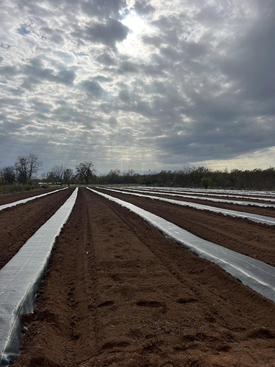 TAMU_roses's tweet photo. Last week, we laid out new beds and dug trenches for a new irrigation system. Thank you to our new student workers, Caleb and David, for their hard work!
📷Photos by Jennifer Minor. https://t.co/dzeGxwE5iC