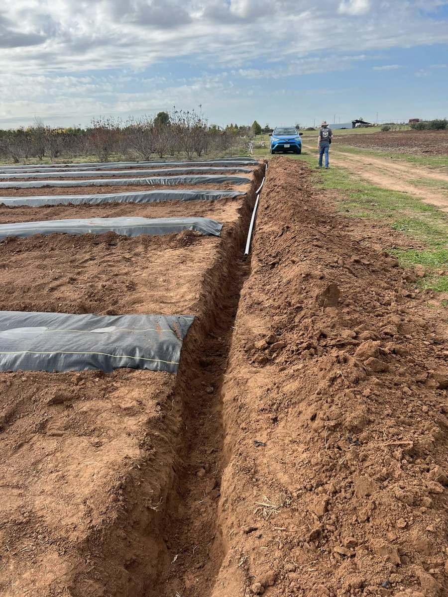 TAMU_roses's tweet photo. Last week, we laid out new beds and dug trenches for a new irrigation system. Thank you to our new student workers, Caleb and David, for their hard work!
📷Photos by Jennifer Minor. https://t.co/dzeGxwE5iC