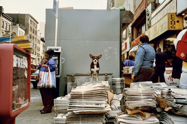 Photobook Junkies tweet media
