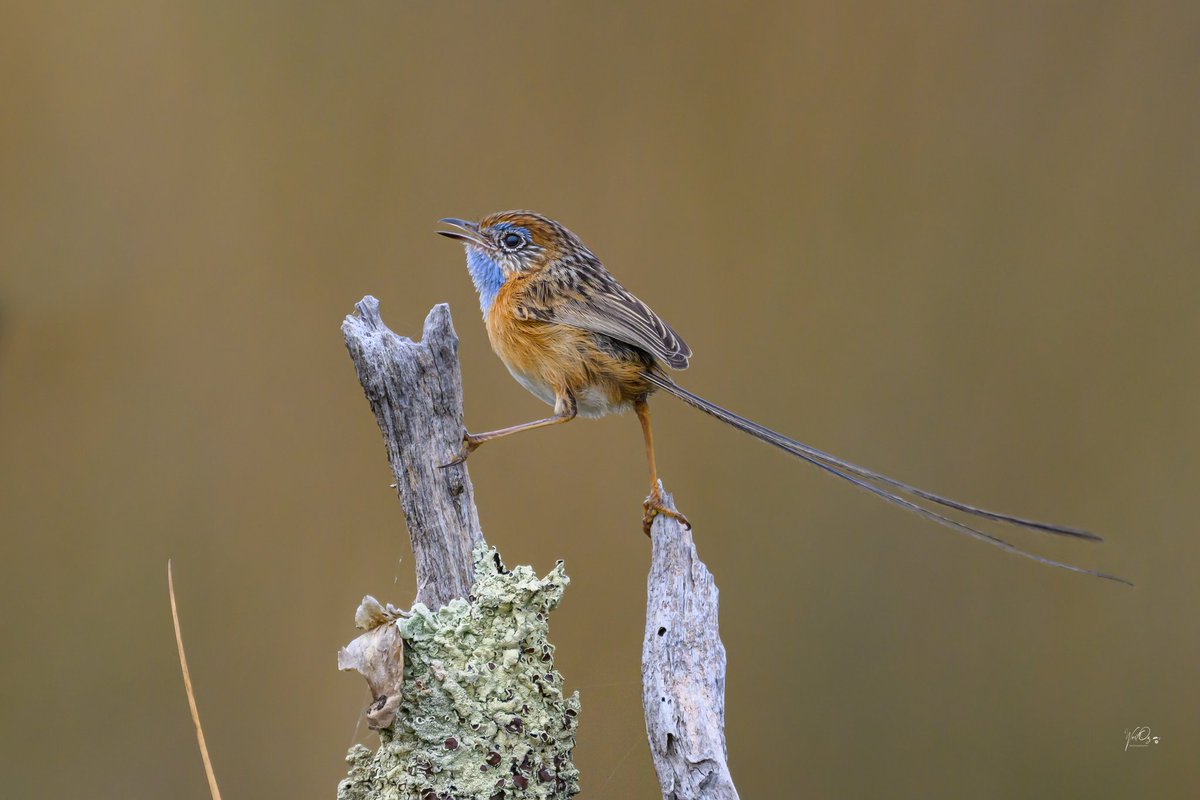 WestOzPhoto's tweet photo. @BraydenCreation Southern Emu-Wren https://t.co/0V31MymYyk