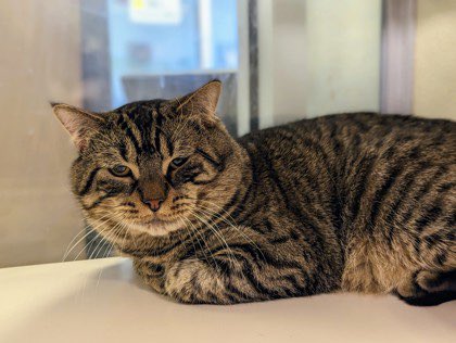 Look at this face, New Jersey!
All Dylan wants is to find a home and a family. Can you make that happen?

More info: linktr.ee/homewardboundnj