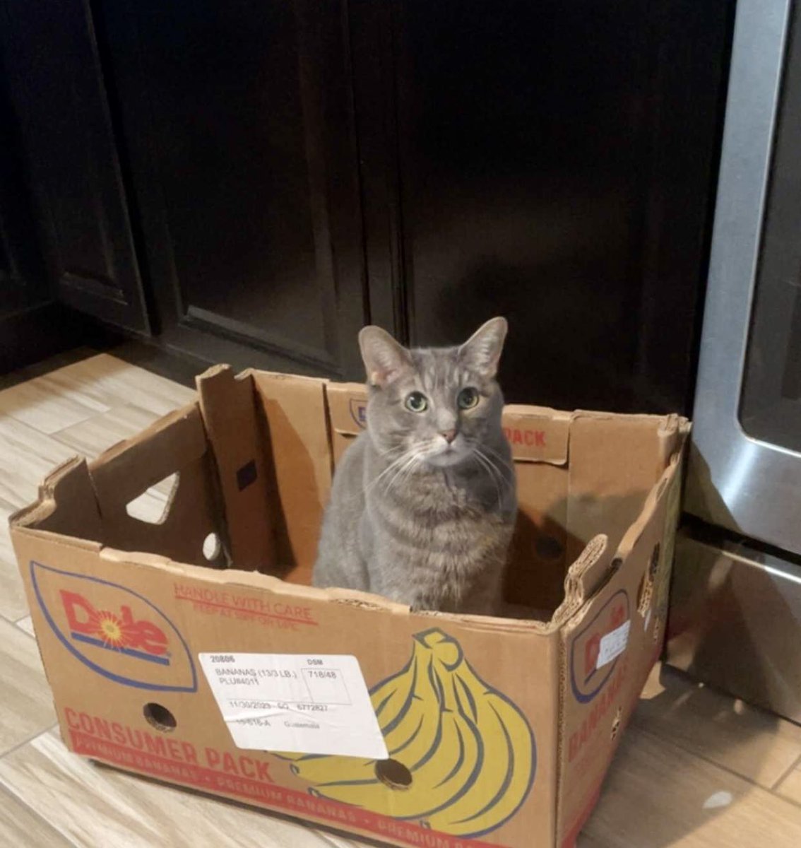 DrSpooky_ER's tweet image. These genetically modified bananas are unreal.