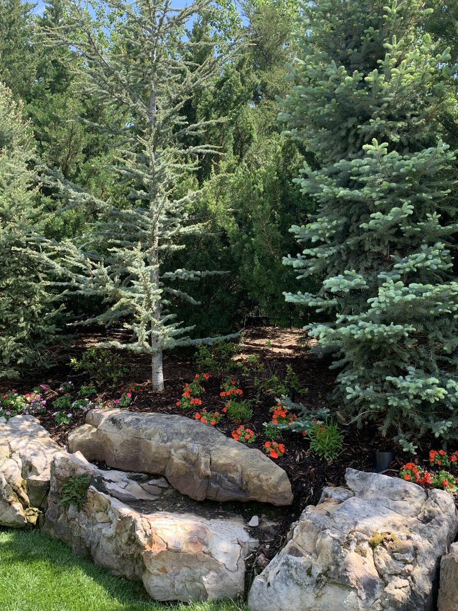 tendercarelawn's tweet image. Ready to transform your yard into a winter wonderland? ❄️

From evergreens, cranberry bushes, winterberry, and more, this blog has all the winter plant essentials and landscaping tips.

Check it out: bit.ly/46zjAZh

#DerbyKS #LawnAndLandscape