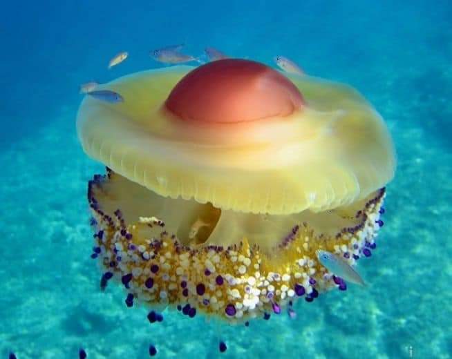 Sahanda yumurta denizanası

Cotylorhiza tuberculata, Cnidaria familyasına ait bir denizanası türüdür, Cornerots takımına aittir.

Yaygın olarak Akdeniz, Ege ve Adriyatik denizlerinde bulunur.  Çapı 10 ila 35 cm arasında olabilir.