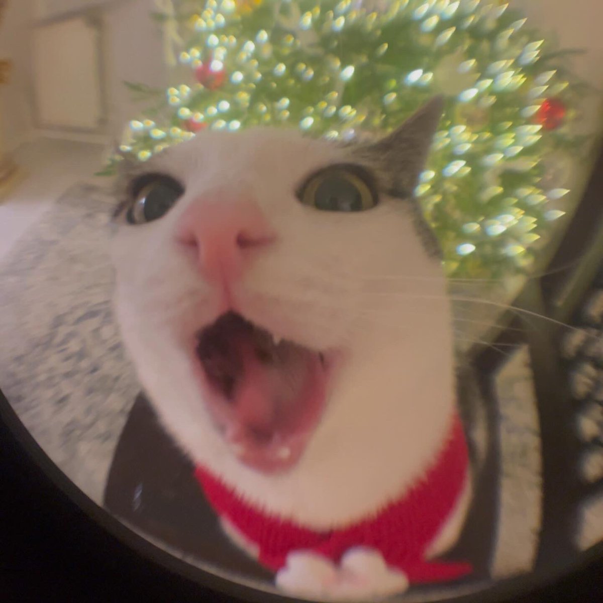 Crunchycat Luna tweet media