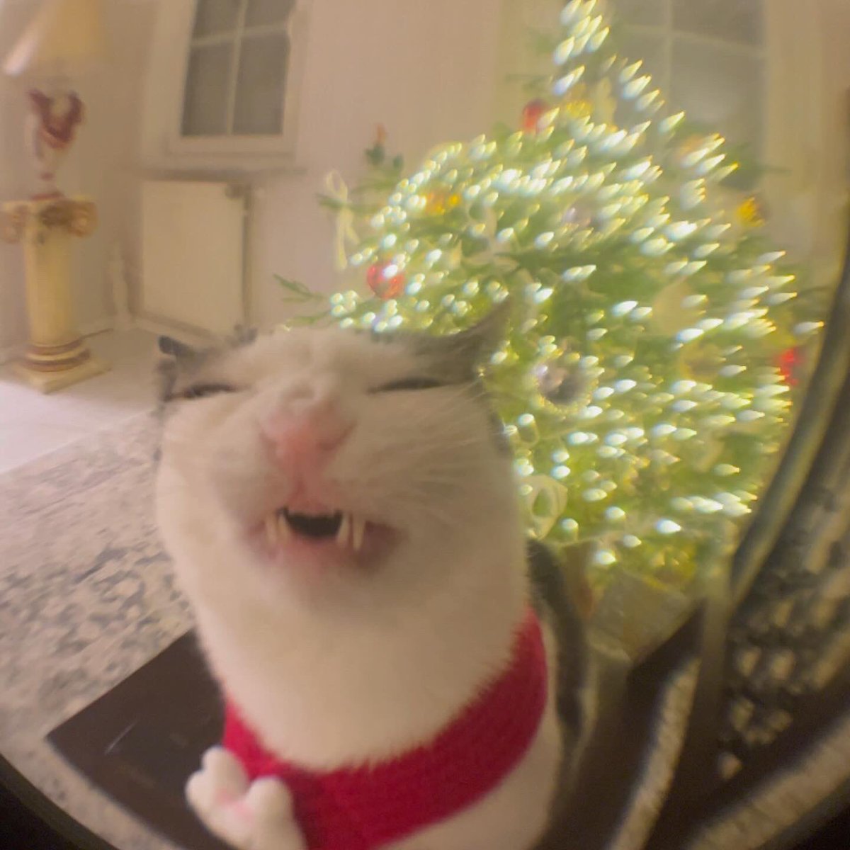 Crunchycat Luna tweet media