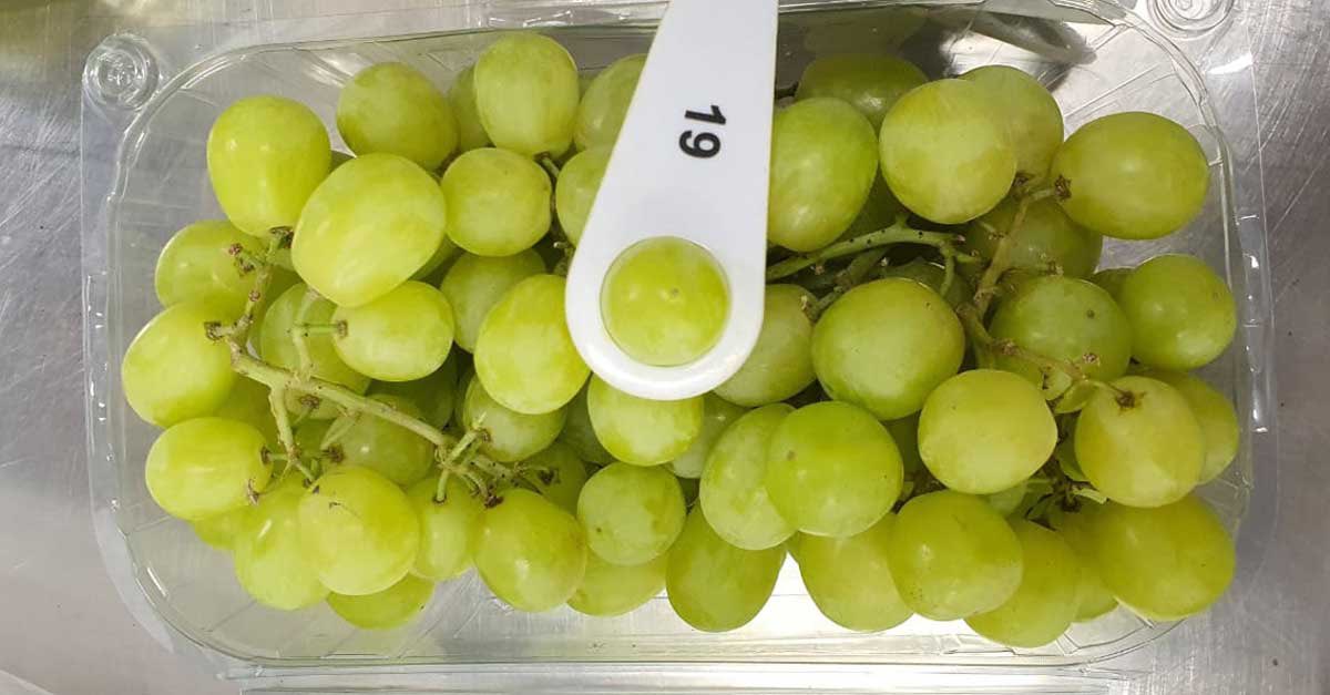“Welcome to the captivating world of grapes in the Southern Hemisphere! 🍇”

Read the article here: salixfruits.com/20231204-south… or link in bio 🙌🏼   

For more information send us an email to information@salixfruits.com

#SalixFruits #AlwaysInSeason #Fruits #FruitTrading