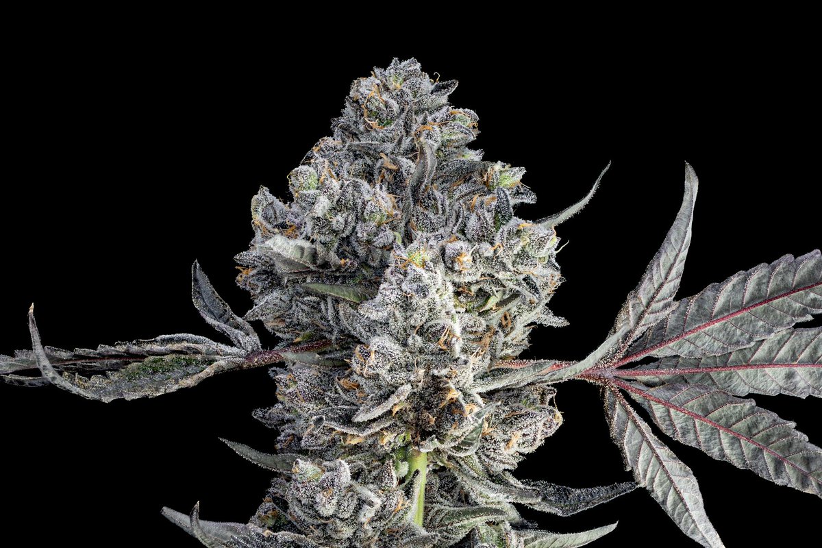 Introducing: C A L I F O R N I A 

(Jealousy x Hellcat #15) 

consistently at 30% thc, 4% terps 

..this one’s for the sherb lovers 

📸: @planttheland