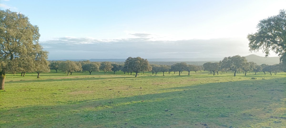 It's so nice to start again winter fieldwork, specially when u can see more than 40 cranes feeding next to some funny acorn-fed "iberico" pigs (Laguna de Fresnedilla, Plasencia).