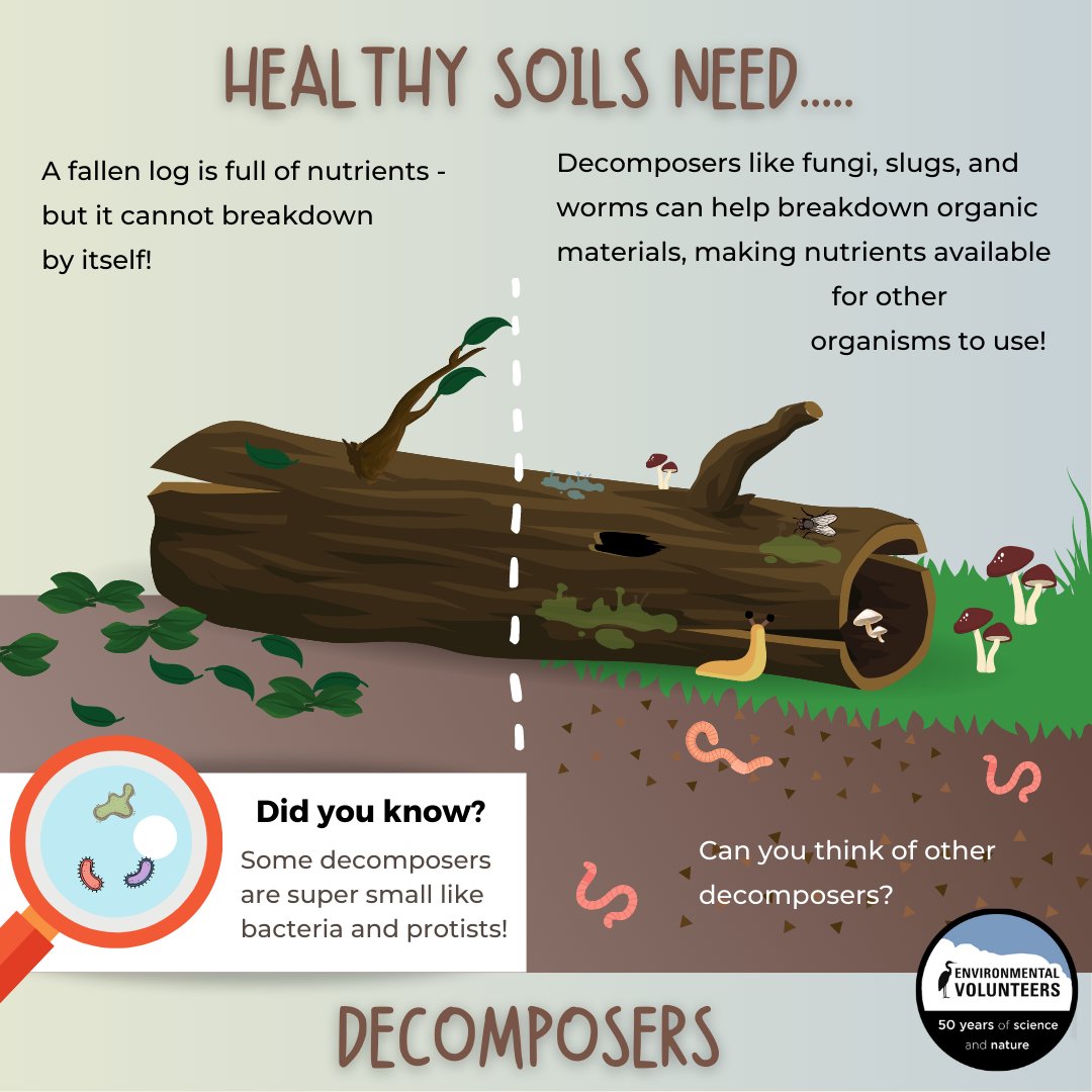 It's #WorldSoilDay, and we can't discuss #HealthySoils without decomposers. Simple things like #LeaveTheLeaves in #gardens can promote #decomposers and improve #soil quality.