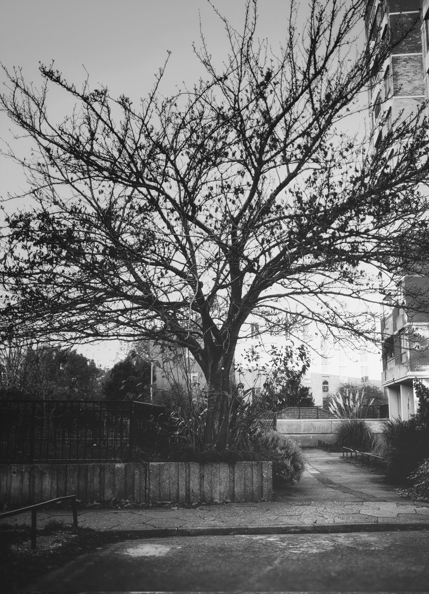 The art of a tree...
#fujifilm #fuji #fujixseries
#fuji23mmf2 #23mmf2 #photography #photographer #tree #bw #blackandwhitephotography #blackandwhitephoto #blackandwhite #London #shoreditch #bethnalgreen #eastlondon #londonphotographer #uk #england