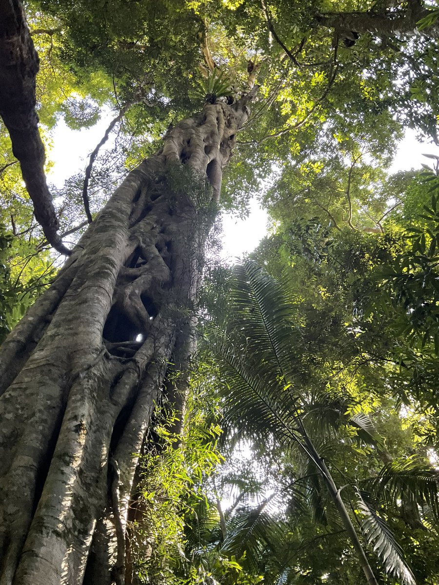 forest-dweller cheembs 🐀🌿 tweet media