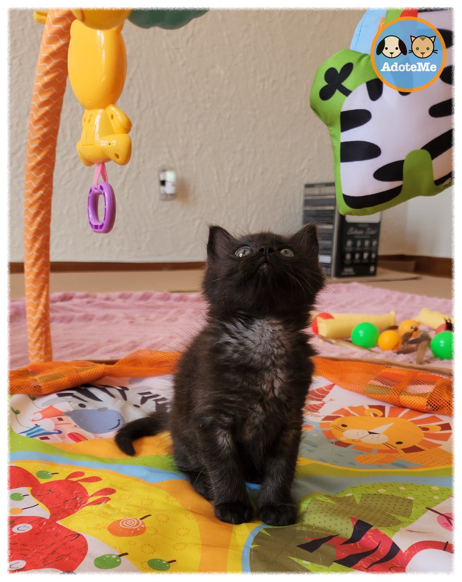 Esse brinquedo é muito legal. Pena que eu ainda não alcanço. 😆