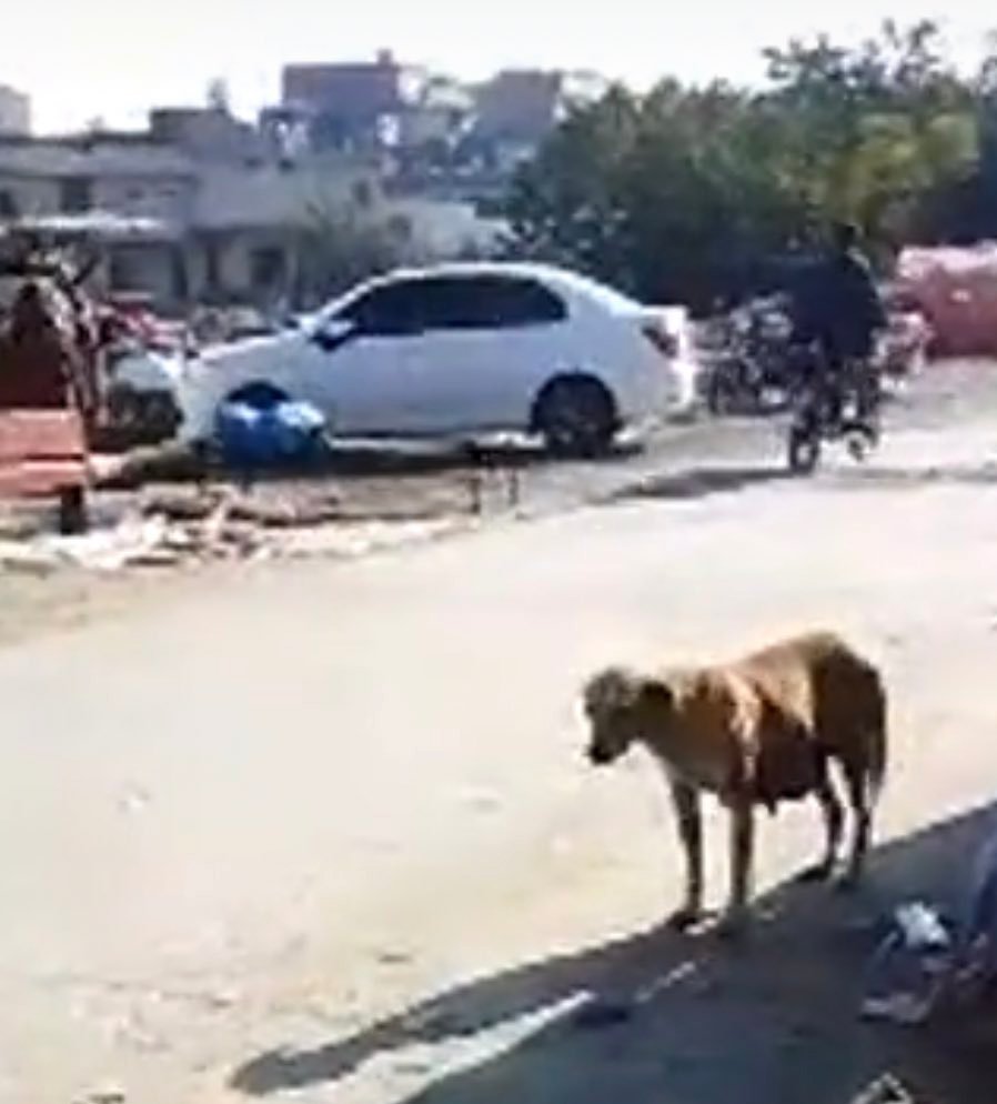 PhaedraXTeddy's tweet photo. Abandoned nursing mamma dog was poisoned by #Rawalpindi #MCI #Pakistan  and dragged alive to garbage dump, along with any other homeless and lost pets. https://t.co/KnqOXfzpzr