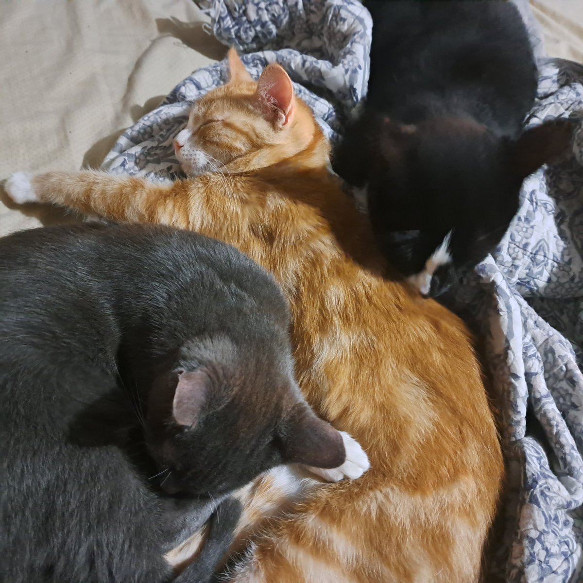 OnlyByeTheNight's tweet photo. Between dading  and deving, and gaming. There are cats, lots of cats!
#tuesdayvibe,#CatsOnTwitter,#kittens https://t.co/x00VfHw3Gq